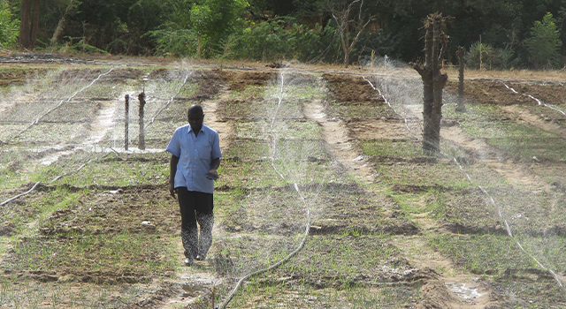 a remote-controlled irrigation system adapted to the semi-arid conditions