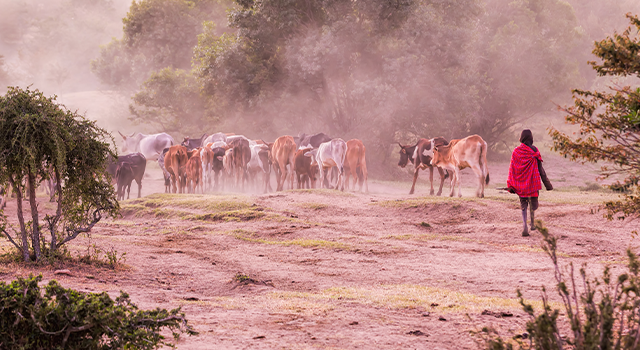 Massai Herder and Cattles at Masai Mara early in the morning