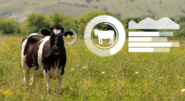 Cow with RFID chip and infographics. - stock photo