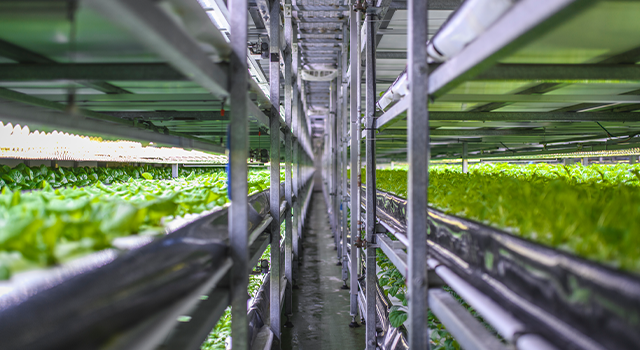 Racks of Cultivated Plant Crops at Indoor Vertical Farm - stock photo