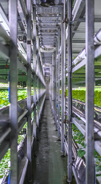 Racks of Cultivated Plant Crops at Indoor Vertical Farm - stock photo