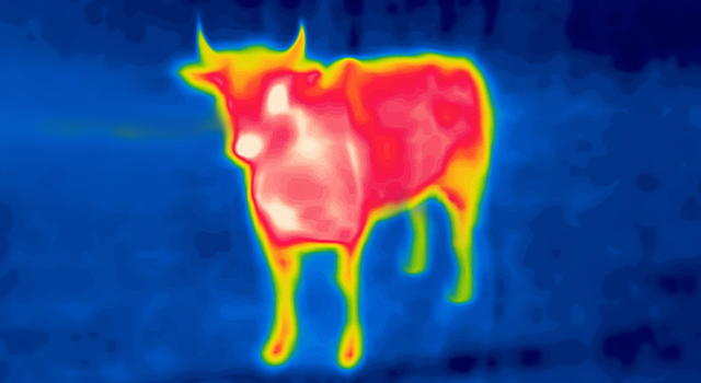 Red Bull on blue background. Modified image from thermal imager device. Thermal impressionism