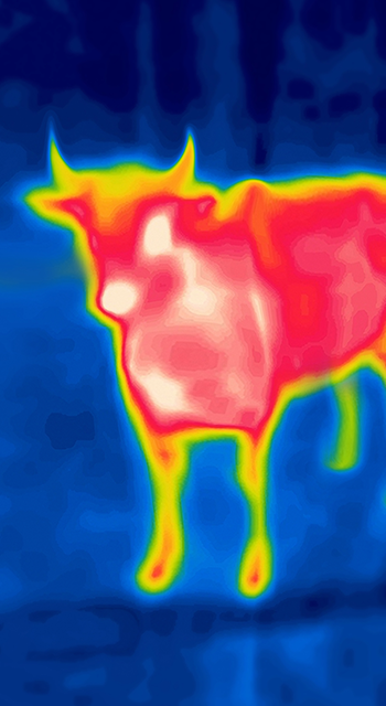 Red Bull on blue background. Modified image from thermal imager device. Thermal impressionism