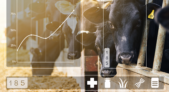 Agritech concept with dairy cows in cowshed with data display - stock photo