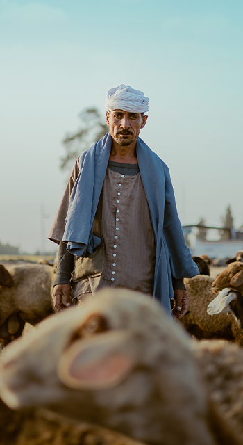 Man shepherd with herd of sheep during day,Egypt