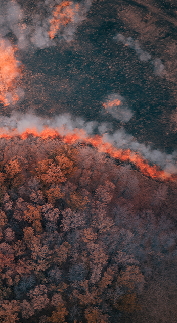 A strip of Dry Grass sets Fire to Trees in dry Forest: Forest fire - Aerial drone top view. Forest fire: fire with smoke from the height of a bird flight.