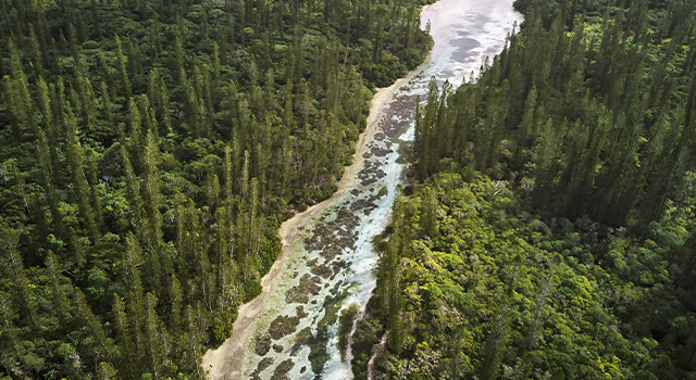 Aerial View Of River Running Across Forest Of Pine Trees - stock photo
