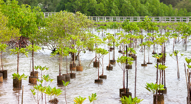 Replanting mangroves forest for sustainable and restoring ocean habitat in coastal area of Thailand