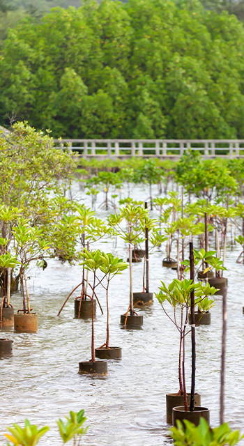 Replanting mangroves forest for sustainable and restoring ocean habitat in coastal area of Thailand