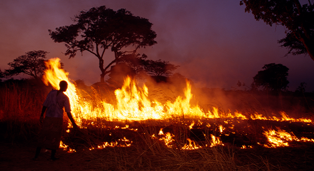 A Zambian man burns off dead grass as part of a community education program.