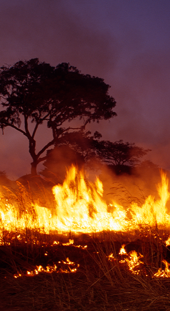 A Zambian man burns off dead grass as part of a community education program.