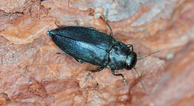 Steelblue jewel beetle Phaenops cyanea on pine bark. It is a pest of pines from the family Buprestidae known as jewel beetles or metallic wood-boring beetles.