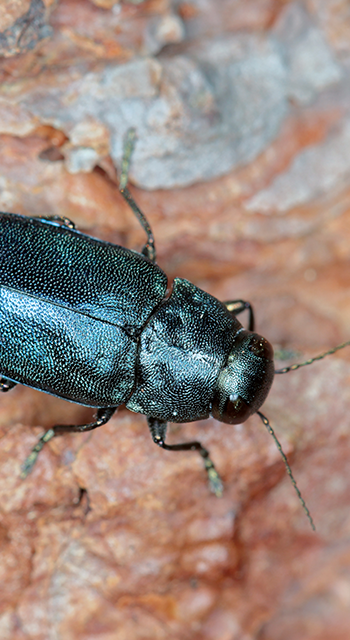 Steelblue jewel beetle Phaenops cyanea on pine bark. It is a pest of pines from the family Buprestidae known as jewel beetles or metallic wood-boring beetles.