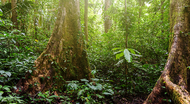 Jungle Forest in Mahua Crocker Range National Park - stock photo