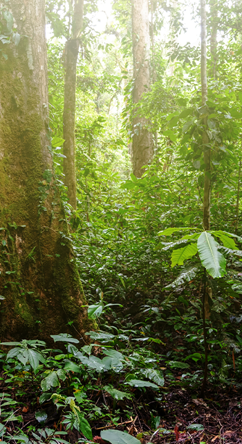 Jungle Forest in Mahua Crocker Range National Park - stock photo