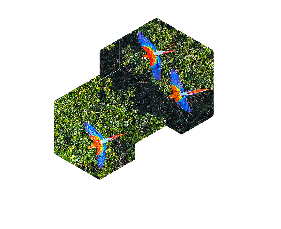 Macawa in the Amazon Rainforest, state of Acre, Brazil.