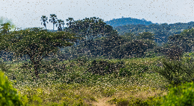 Swarm of Desert Locusts in Samburu National Park - stock photo