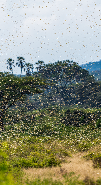 Swarm of Desert Locusts in Samburu National Park - stock photo