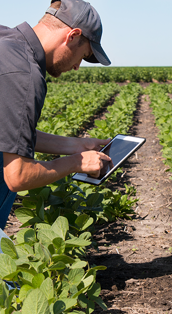 Agronomist Using a Tablet in an Agricultural FieldAgronomist Using a Tablet in an Agricultural Field