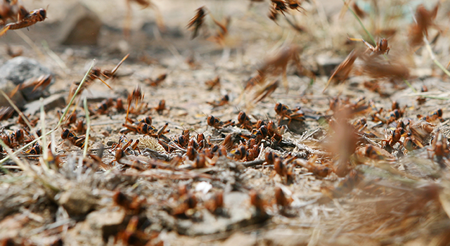 Locust plague in the Karoo, South Africa