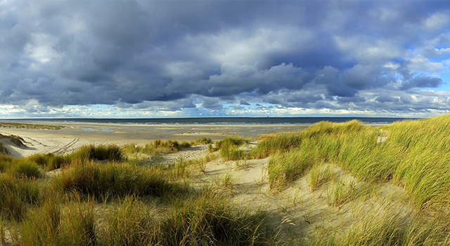 Dune with beach grass -Ammophila arenaria-, Vlieland, province of Friesland, The Netherlands. Vlieland belongs to the Frisian islands. The Frisian Islands, also known as the Wadden Islands or Wadden Sea Islands, form an archipelago at the eastern edge of the North Sea in northwestern Europe, stretching from the northwest of the Netherlands through Germany to the west of Denmark. The islands shield the mudflat region of the Wadden Sea (large parts of which fall dry during low tide) from the North Sea.