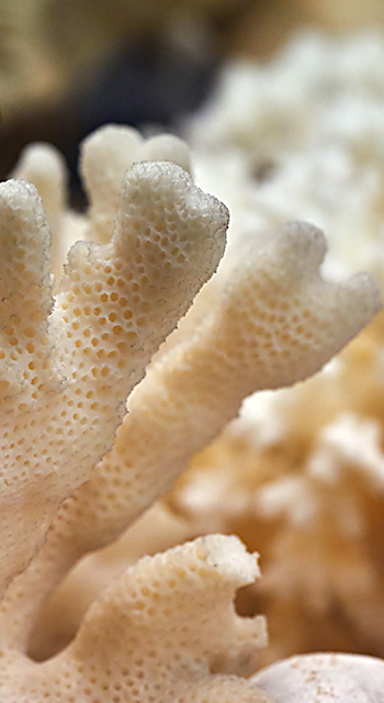 Close-up of corals