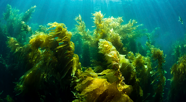 Kelp forest, Eastern Pacific Coast, California, USA.