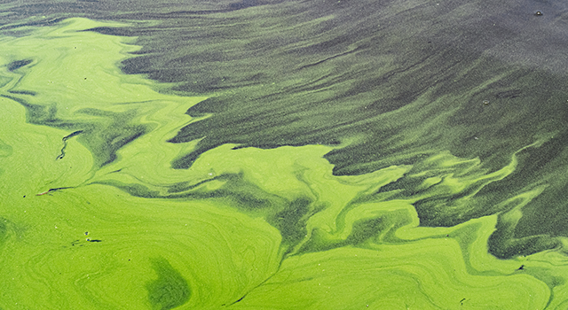 Green abstract streaks on the water created by algae blooms in the summer