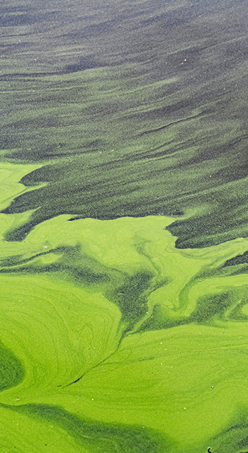Green abstract streaks on the water created by algae blooms in the summer
