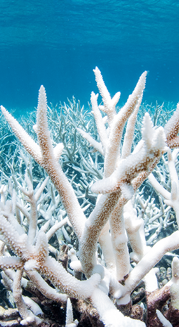 Bleached coral on the Great Barrier Reef outside Cairns Australia during a mass bleaching event, thought to have been caused by heat stress due to warmer water temperatures as a result of global climate change.