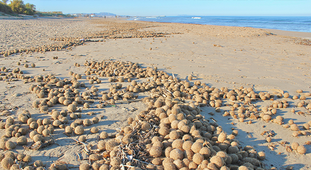 Balls of Neptune Grass (posidonia oceanica) washed up on Oliva Playa (Oliva Beach), Spain.