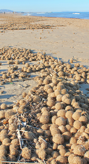 Balls of Neptune Grass (posidonia oceanica) washed up on Oliva Playa (Oliva Beach), Spain.
