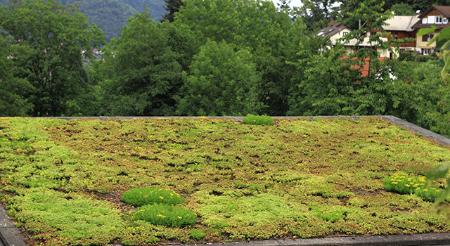 Roof of a buildingn know as living roof. Roof completely covered with vegetation