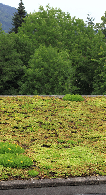 Roof of a buildingn know as living roof. Roof completely covered with vegetation