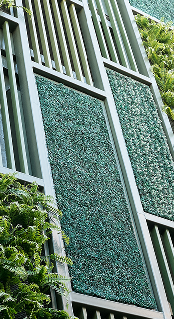 Green facade, vertical garden in architecture