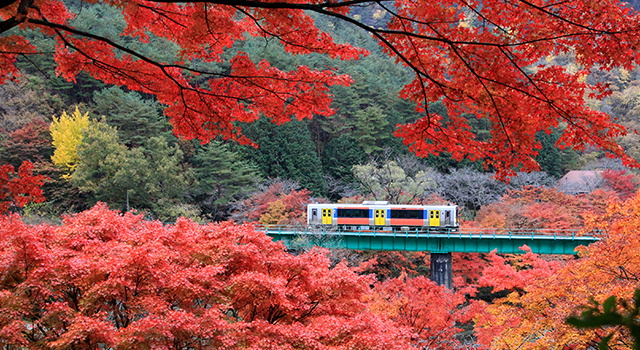 Beautiful maple(momiji) leaves with train running at Yamatsuriyama Park in Fukushima prefecture, Japan