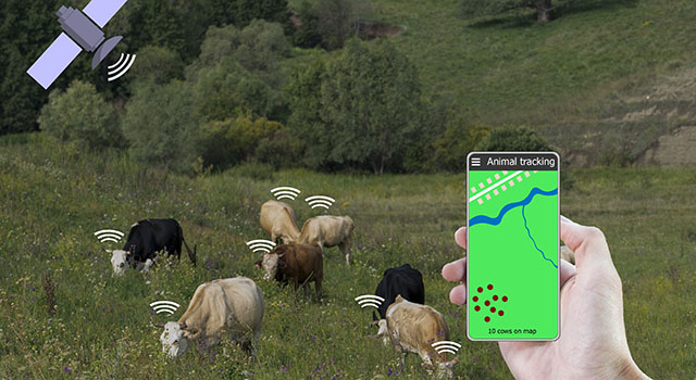 With the help of a smartphone and a sensor on the cow determine the location of the cow. Smart farming. Technologies in agriculture.