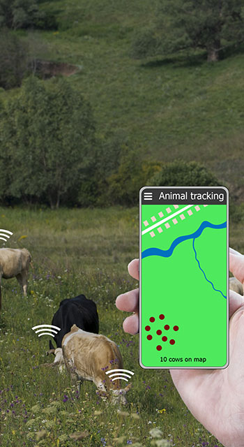 With the help of a smartphone and a sensor on the cow determine the location of the cow. Smart farming. Technologies in agriculture.