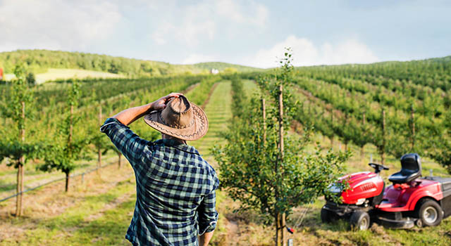 A rear view of farmer walking outdoors towards mini tractor in orchard.