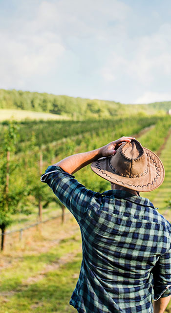 A rear view of farmer walking outdoors towards mini tractor in orchard.