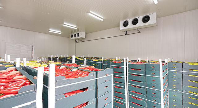 Peppers Vegetables in Boxes in Distribution Warehouse