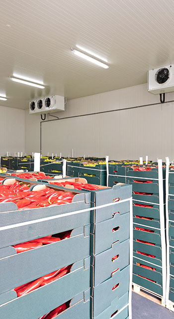 Peppers Vegetables in Boxes in Distribution Warehouse