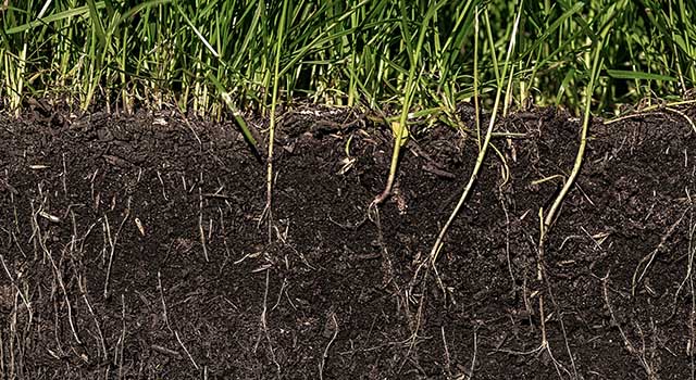 grass with roots and soil