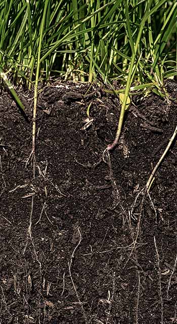 grass with roots and soil