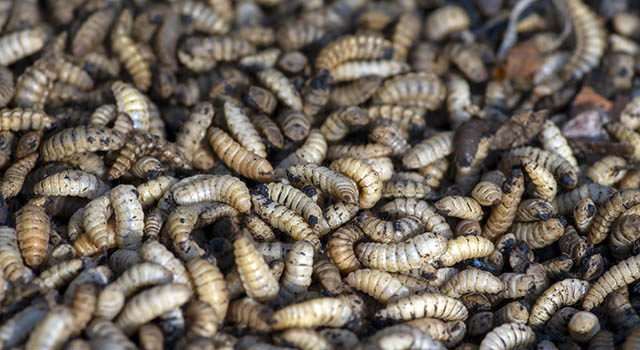 Close up of Black soldier fly (BSF) larvae or maggot, Hermetia Illucens insect farms for fish and poultry feed