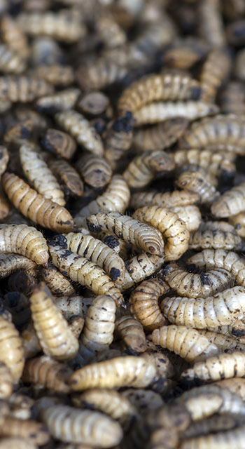 Close up of Black soldier fly (BSF) larvae or maggot, Hermetia Illucens insect farms for fish and poultry feed