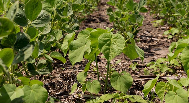 closeup, minimum tillage field