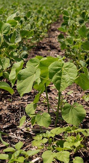 closeup, minimum tillage field