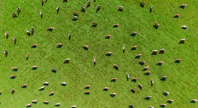 Aerial view of a meadow with cows
