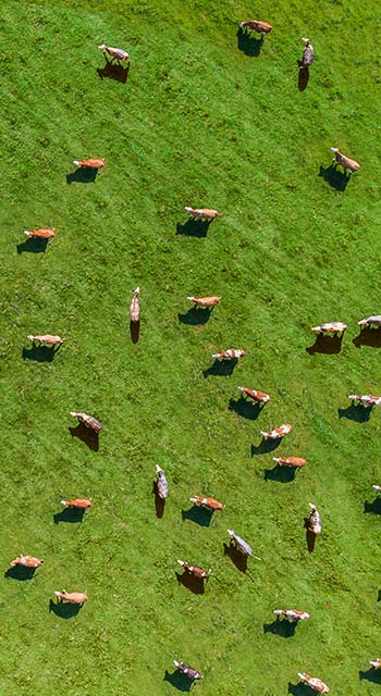 Aerial view of a meadow with cows
